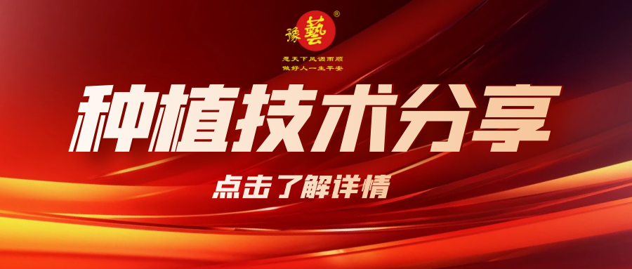 要想種出精品率高的胡蘿卜，這7點(diǎn)要注意！